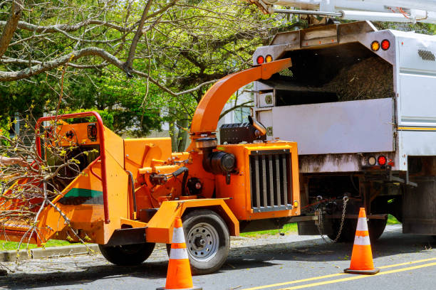 How Our Tree Care Process Works  in Dobbs Ferry, NY