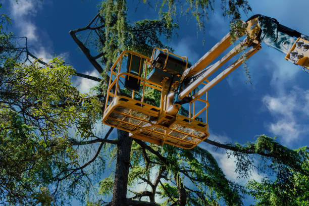 Trusted Dobbs Ferry, NY Tree Services Experts